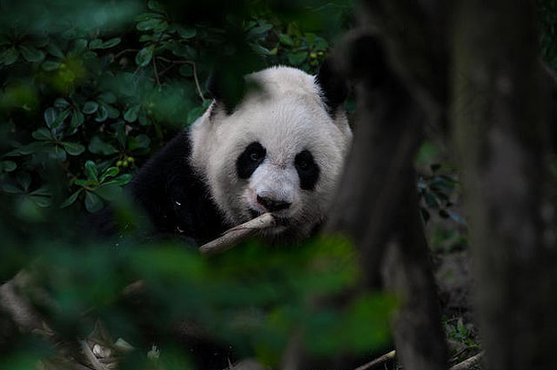 大脂肪懒惰的巨大的熊猫吃竹子森林视图分支机构叶子树濒临灭绝的野生动物