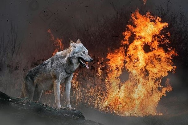 狼背景燃烧森林野生动物中间火烟