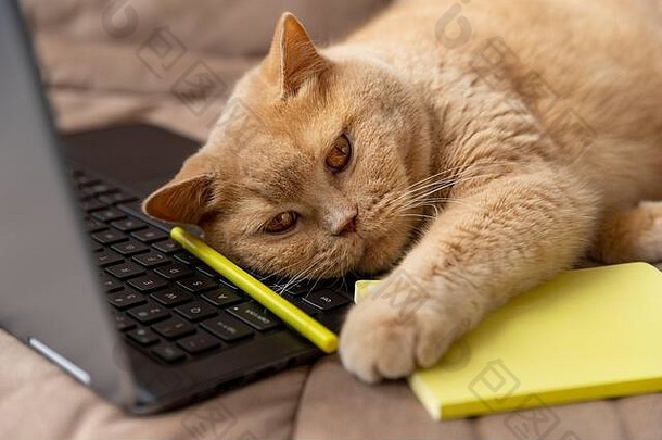 红色的猫谎言沙发移动PC记事本
