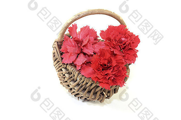 新鲜的红色的康乃馨花朵篮子