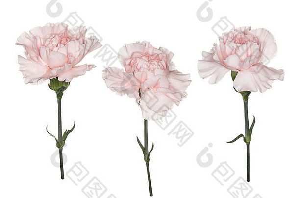 苍白的粉红色的康乃馨石竹类植物创建复合孤立的白色背景