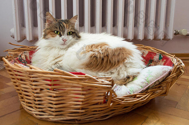 猫铺设篮子散热器背景