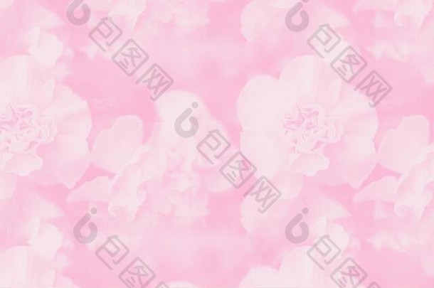 苍白的粉红色的摘要背景花梯度背景精致的康乃馨花