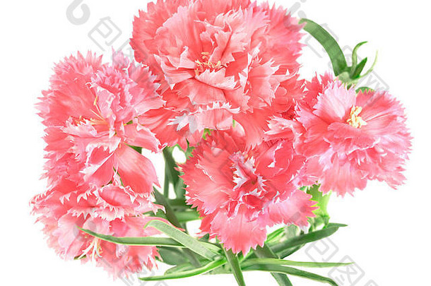 花诗句粉红色的康乃馨花束孤立的白色背景