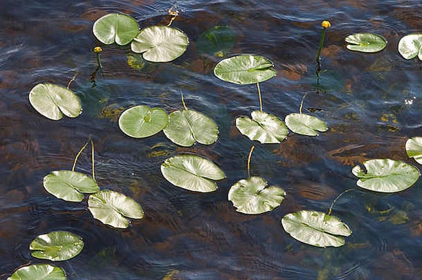 水莉莉黄睡莲lutea叶子浮动水表面