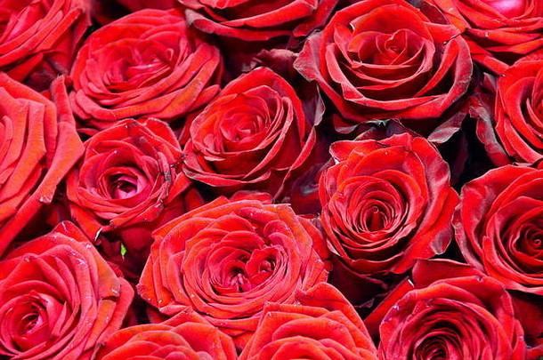 特写镜头花束红色的玫瑰