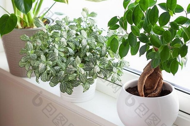 绿色室内植物fittoniamonstera热带榕属植物microcarpa人参白色花盆窗口
