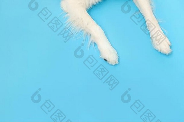 有趣的小狗狗边境牧羊犬爪子关闭孤立的蓝色的背景宠物护理动物概念狗脚腿开销前视图平躺复制空间的地方文本