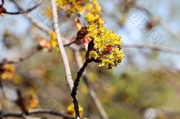 早期迹象春天枫木树爆发淡黄色的花温暖的春天一天