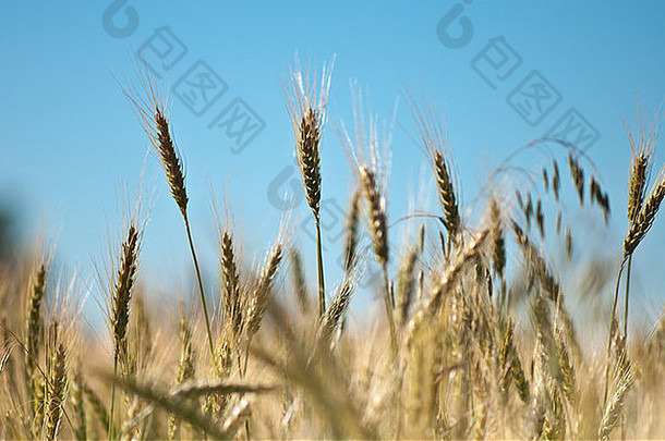小麦场农村俄克拉何马州准备好了收获