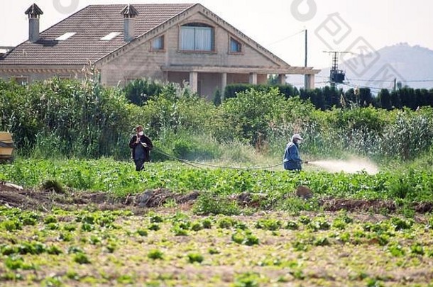 杂草杀虫剂熏蒸有机生态农业喷雾农药农药日益增长的土豆植物农业种植园西班牙男人。