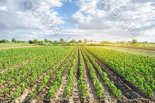 行年轻的胡椒农场阳光明媚的一天日益增长的有机蔬菜<strong>环保产品</strong>农业农业种植园培养乌克尔