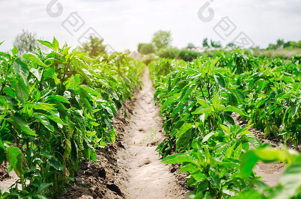 行年轻的胡椒农场阳光明媚的一天日益增长的有机蔬菜<strong>环保产品</strong>农业土地农业农业业务乌克兰