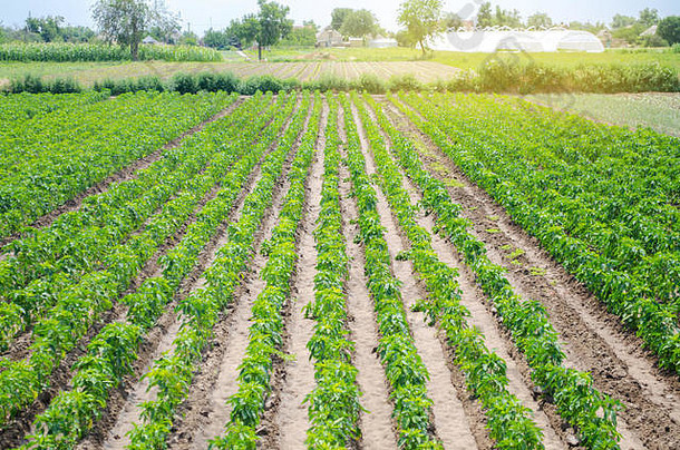 行种植园年轻的胡椒农场阳光明媚的一天日益增长的有机蔬菜环保产品农业土地农业农业火花塞