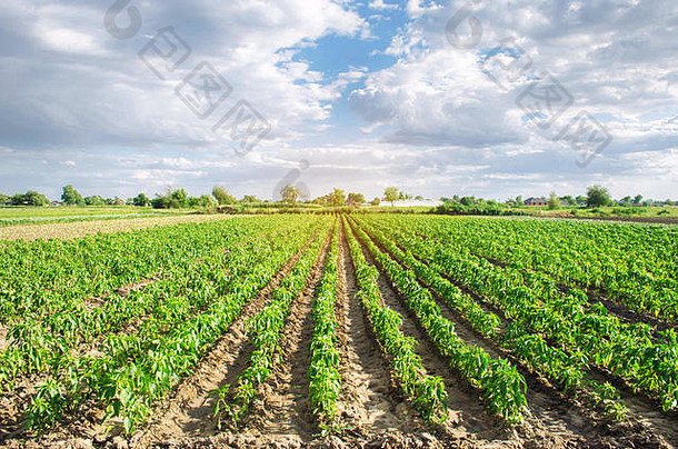 胡椒种植园成长场阳光明媚的一天日益增长的有机蔬菜环保产品农业农业幼苗培养