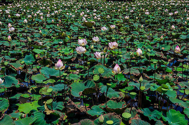 粉红色的莲花花盛开的湖siem收获柬埔寨