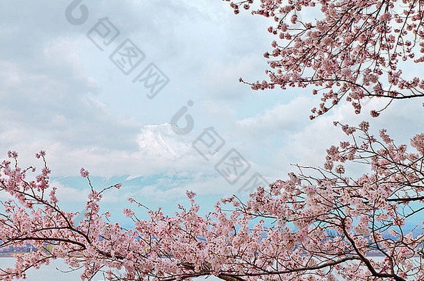 美丽的和平山富士春天装修粉红色的樱桃开花树川口日本