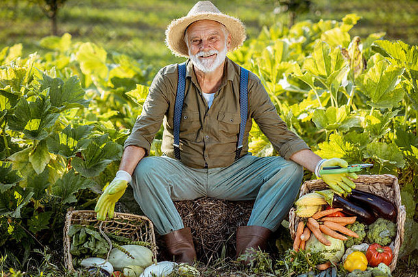 肖像高级穿着考究的农学家新鲜选蔬菜花园在户外概念日益增长的有机产品活跃的退休