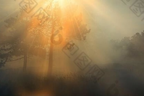 环境污染生态运输概念森林烟雾背景太阳打破分支机构树