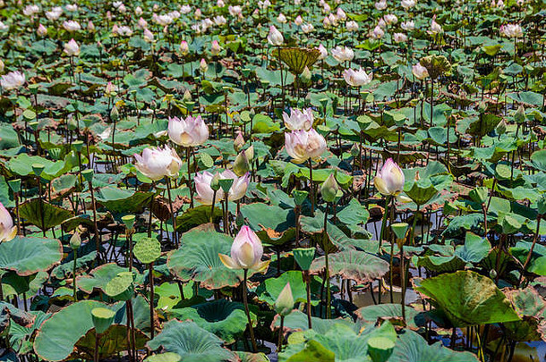 粉红色的莲花花盛开的湖siem收获柬埔寨