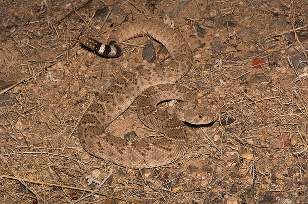 西方diamond-backed响尾蛇crotalusatrox马里科帕县亚利桑那州美国