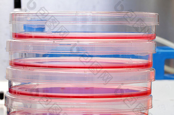 文化细胞红色的媒介无菌菜罩