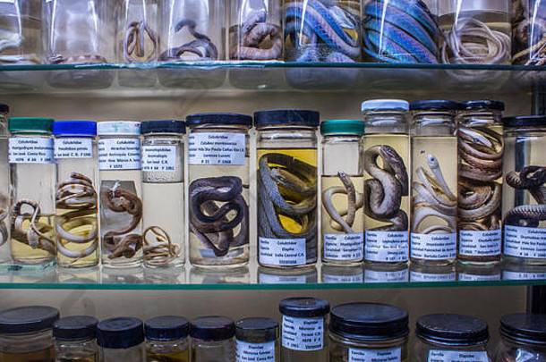 科学展览蛇游蛇科保存甲醛大厅自然历史博物馆三穆科斯塔黎加