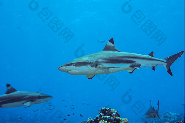 黑鳍礁鲨鱼鲨鱼潜水眩晕做吧岛密克罗尼西亚