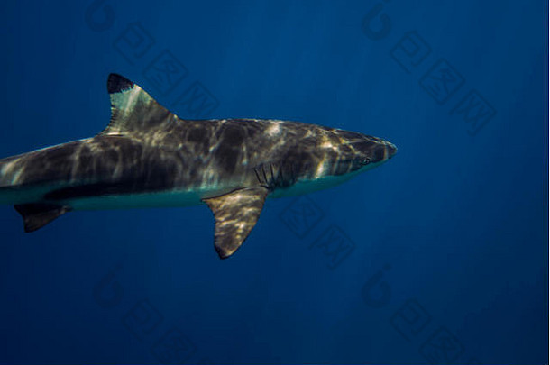 blacktipreef鲨鱼阳光鲨鱼潜水眩晕做吧岛密克罗尼西亚