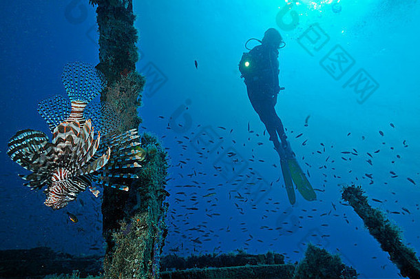 潜水潜水员闪亮的火炬红色的火狮子鱼pteroisvolitansSipadan岛婆罗洲马来西亚