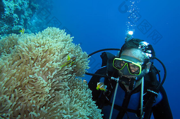 潜水珊瑚礁