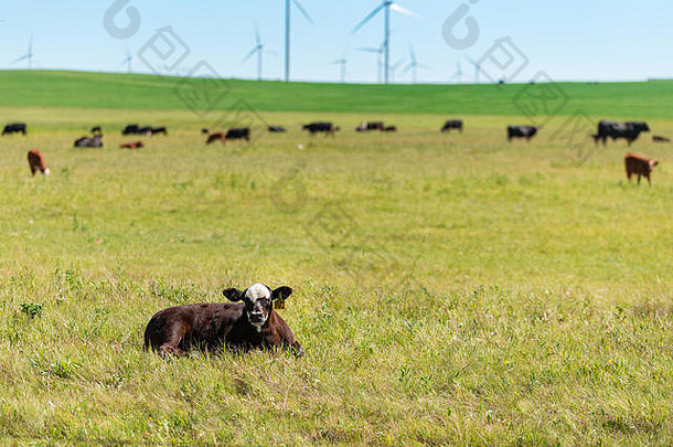 牛肉牛放牧牧场影子风车农场山麓岩石山阿尔伯塔省加拿大