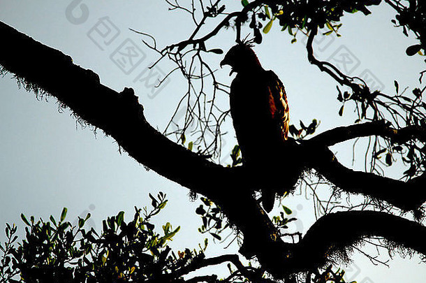 冠毛犬hawk-eagle尼萨埃图斯肝硬化轮廓分支亚拉国家公园斯里兰卡斯里兰卡