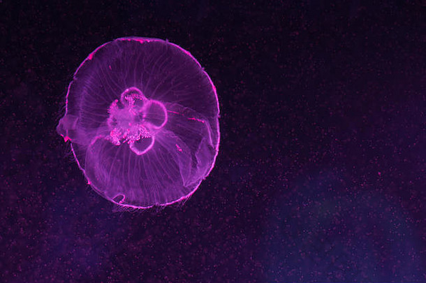 奥雷利亚奥里塔半透明的月亮水母游泳内部水族馆