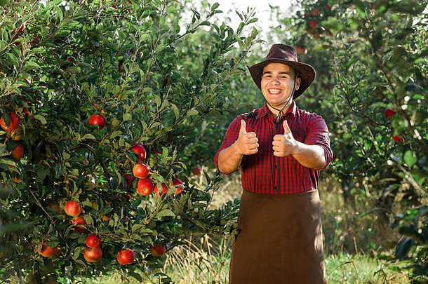 年轻的快乐男人。花园收集成熟的苹果工人花园盒子苹果手