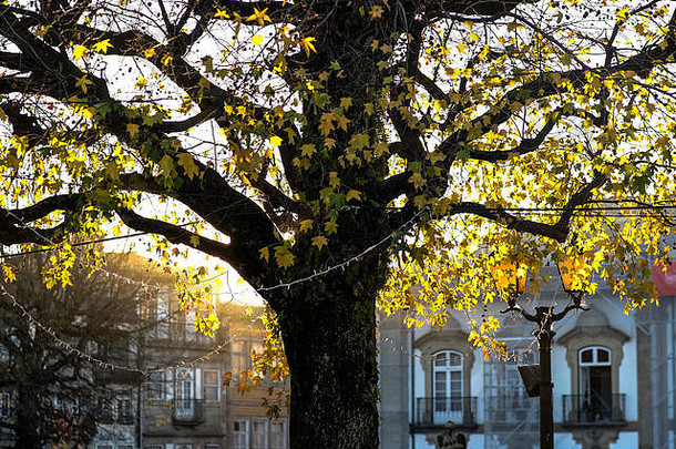 秋天秋天珍贵的季节一年带美丽的黄色的图片
