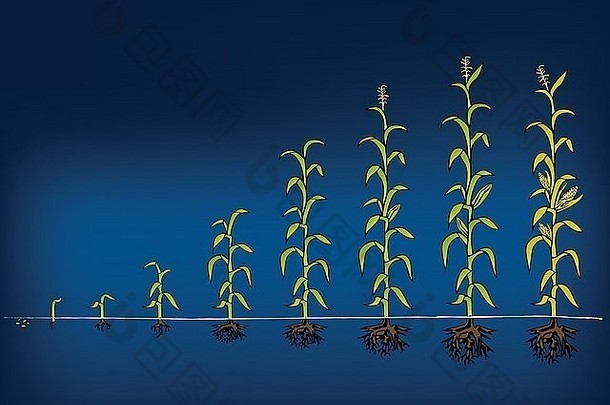 玉米发展图阶段增长