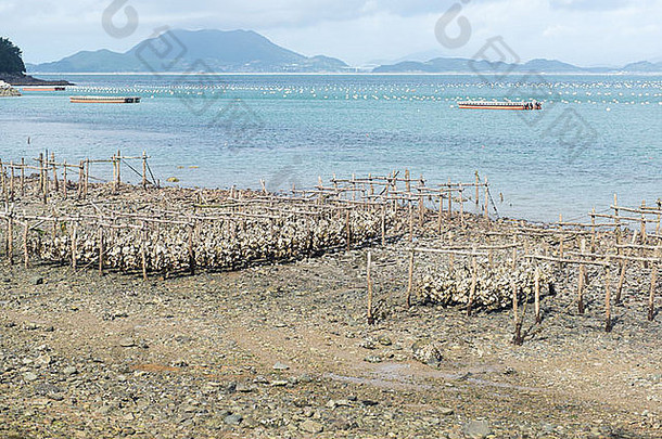 阿卡农业丽水南韩国牡蛎生产潮汐区域前景长行背景