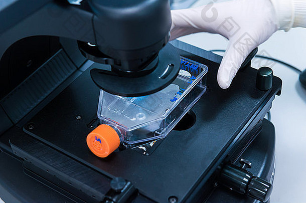 癌症研究实验室手科学家放置塑料细胞瓶显微镜