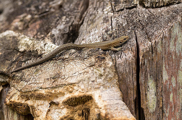 蜥蜴常见的蝎虎星座只日光浴温暖的树树桩灰色棕色（的）着色变量标记模式长尾巴
