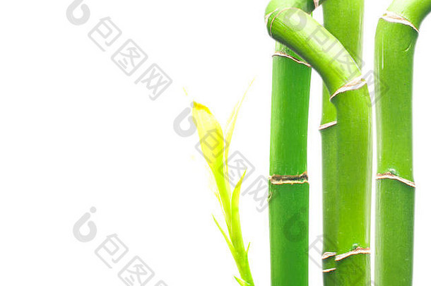 新鲜的绿色分支机构竹子白色背景