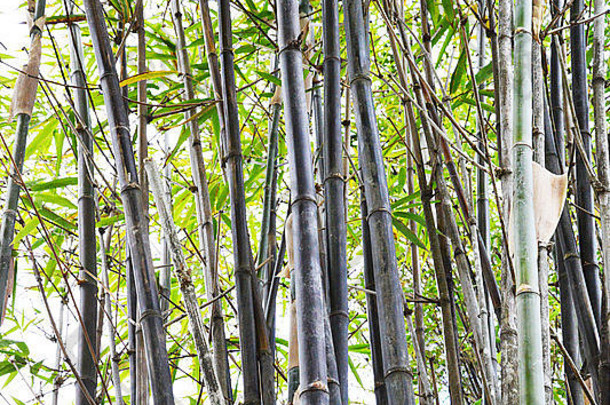 竹子植物热带北昆士兰凯恩斯