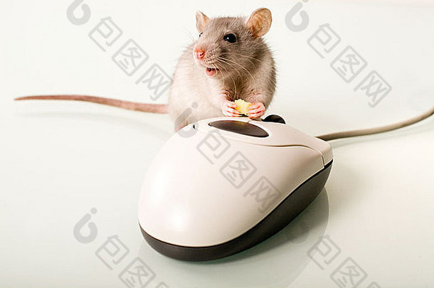 照片不错的哺乳动物持有奶酪鼠标