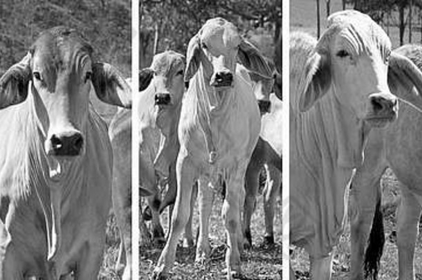 黑色的白色全景牛横幅集婆罗门牛农村澳大利亚