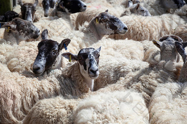 群北国家骡子羊农场等待剪stow-on-the-wold科茨沃尔德格洛斯特郡英格兰曼联王国欧洲
