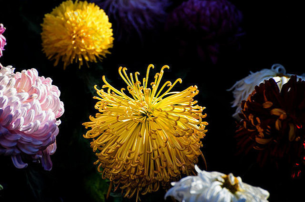 盛开的色彩斑斓的菊花
