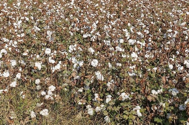 棉花场乌兹别克斯坦棉花准备好了收获