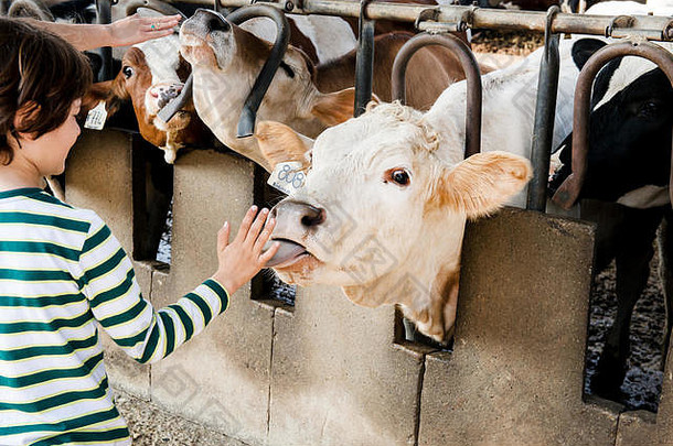 牛舔男孩的手有机乳制品农场