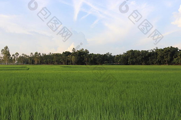 美丽的视图大米帕迪场日落孟加拉国绿色自然景观帕迪大米场大帕迪场