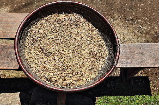 大米谷物干燥太阳编织柳条竹子托盘集木板凳上前院当地的伊富高房子普瓦坦哈姆雷特-巴瑙